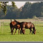 Herbstfrieden....