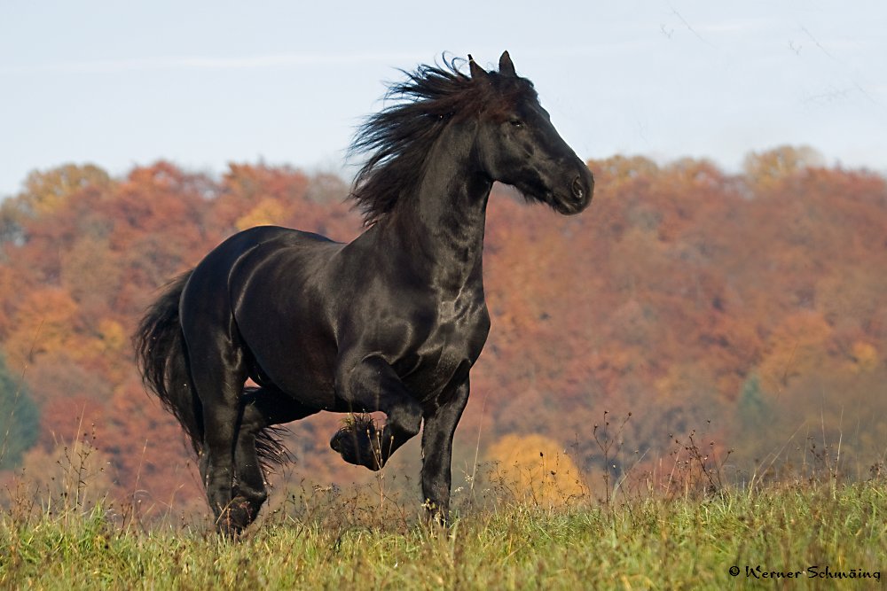 "Herbstfriese"