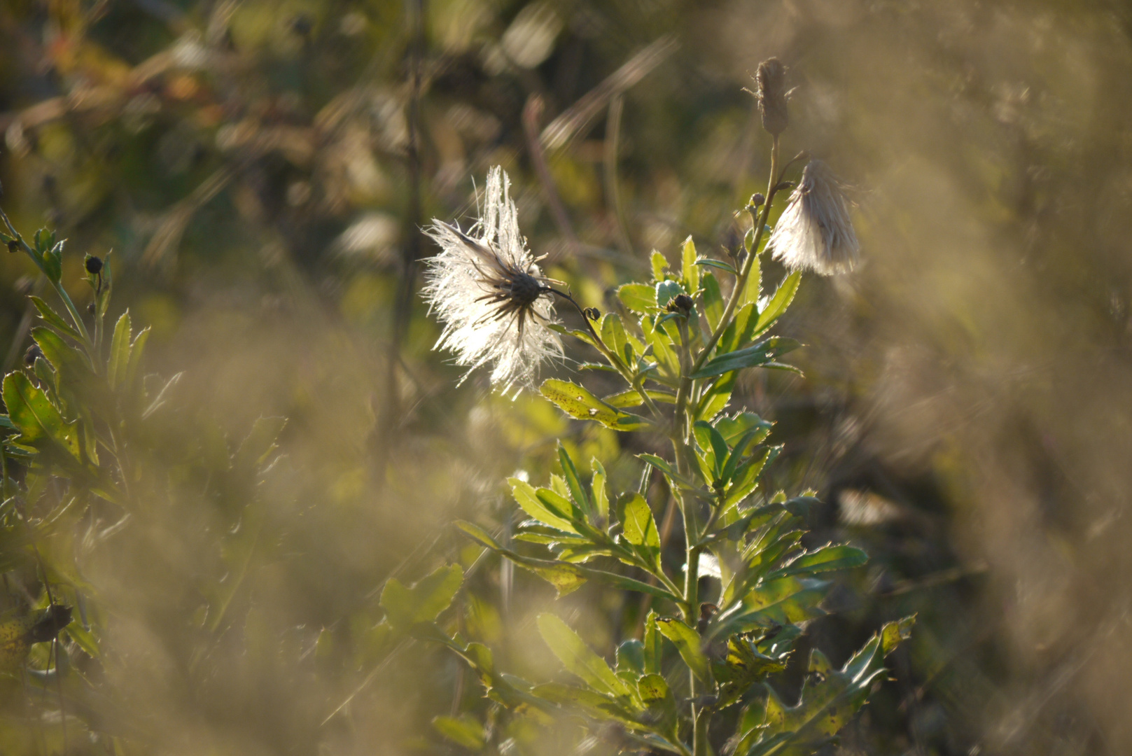 Herbstfrisur