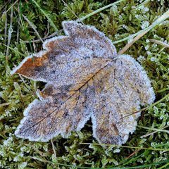 *Herbstfröste II*