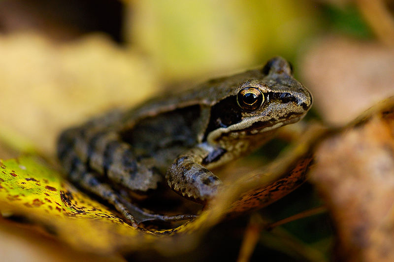 Herbstfrosch