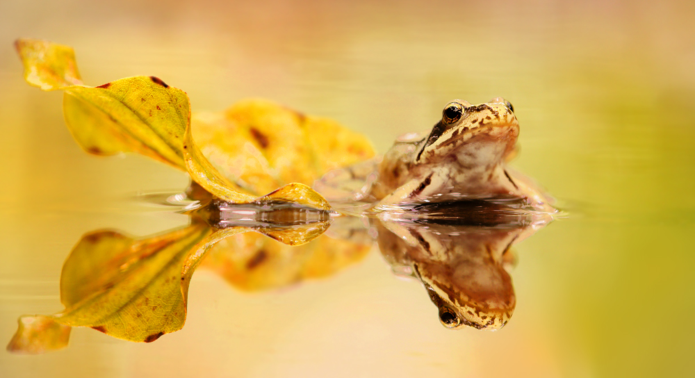 Herbstfrosch