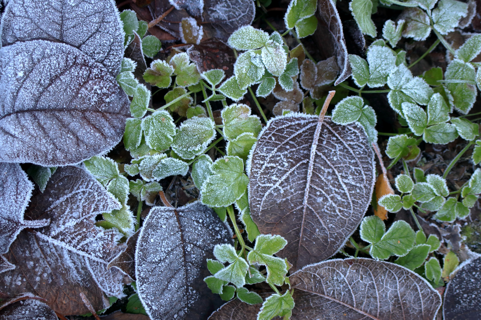 Herbstfrost