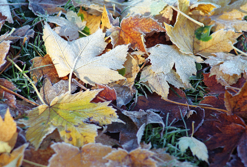 Herbstfrost