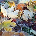 Herbstfrost