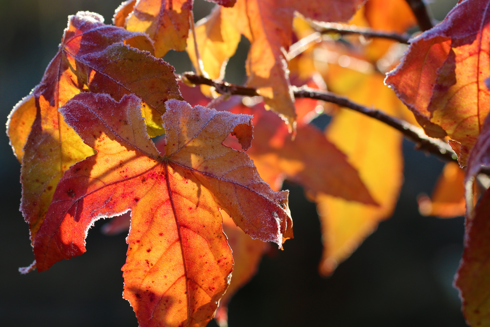 Herbstfrost