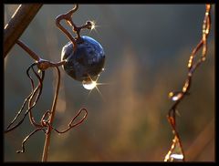 Herbstfrost...