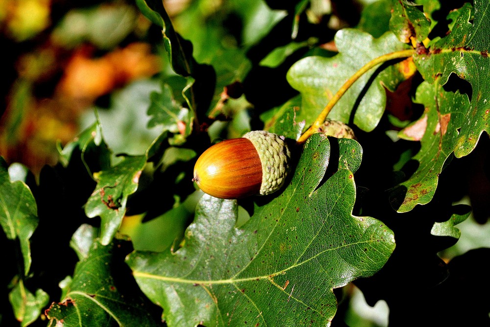 Herbstfrucht