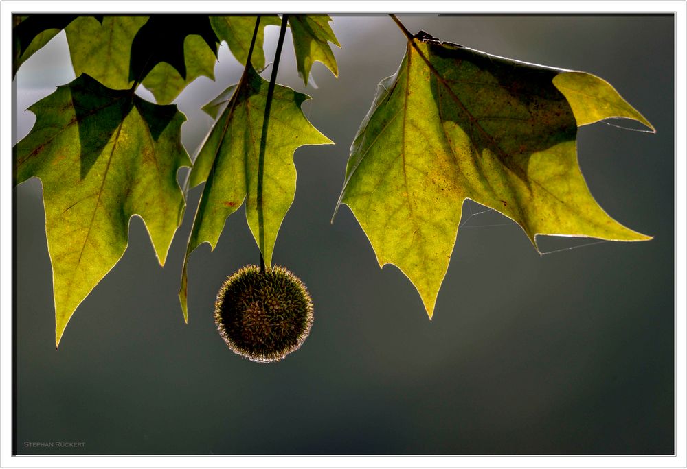 Herbstfrucht