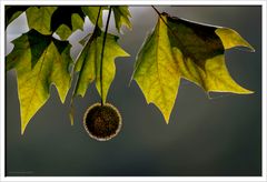 Herbstfrucht