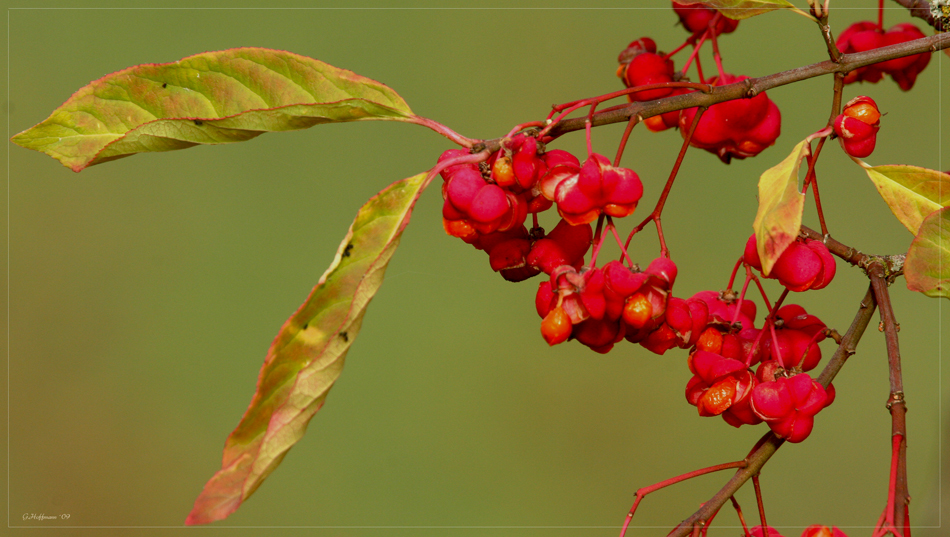 herbstfrucht