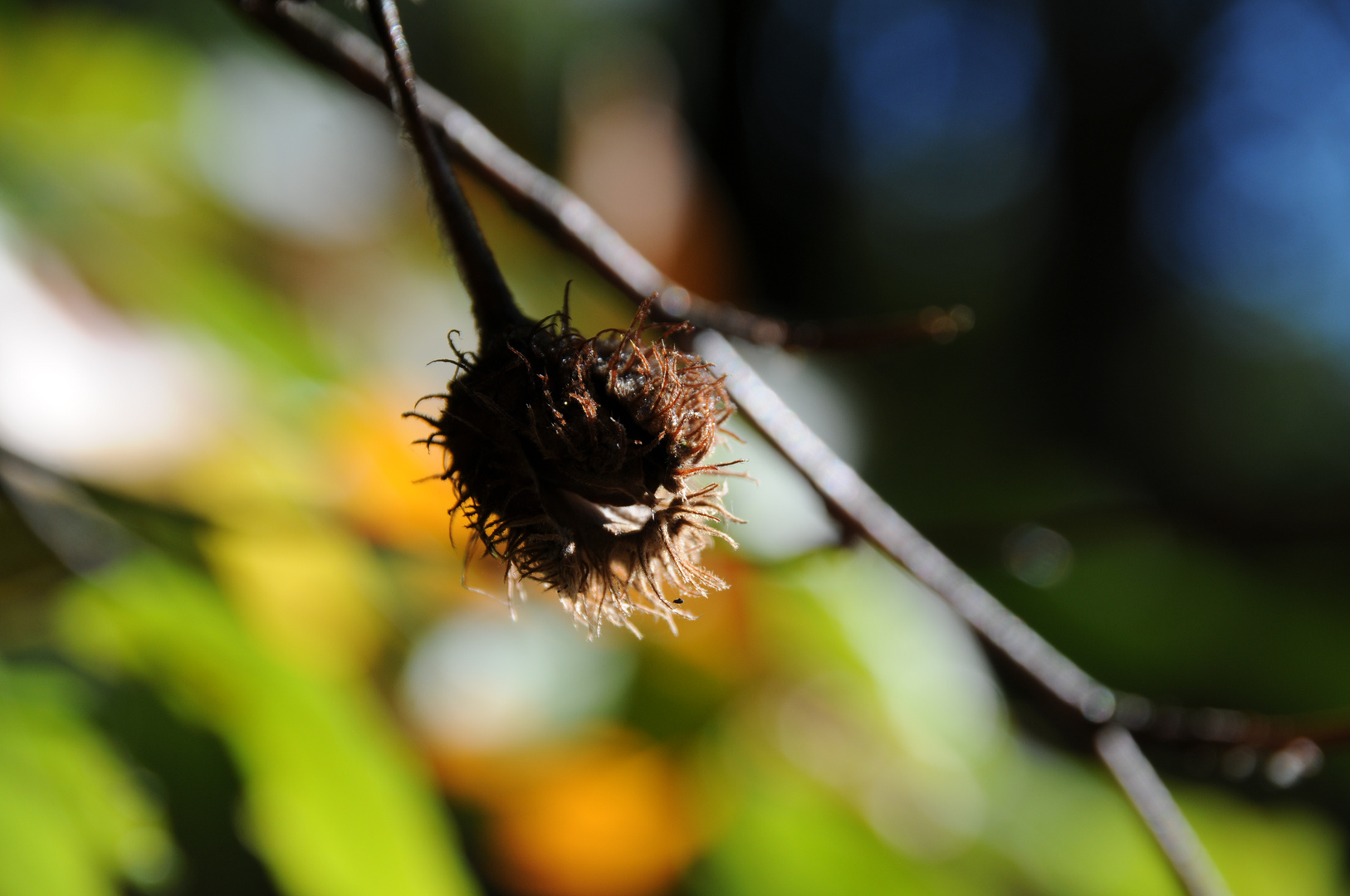 Herbstfrucht