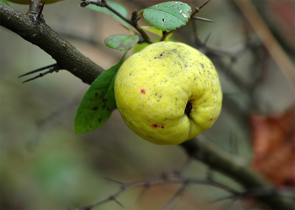 ...Herbstfrucht...