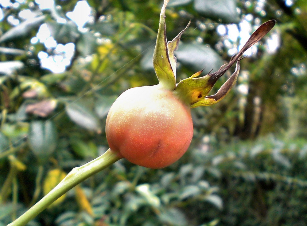 Herbstfrucht