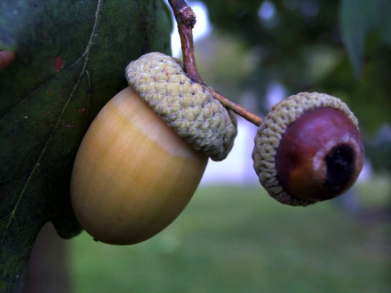 herbstfrucht . pur