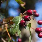 Herbstfrüchtchen