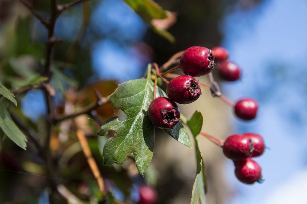 Herbstfrüchtchen