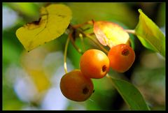 Herbstfrüchtchen