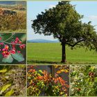 Herbstfrüchtchen