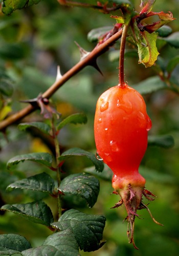 Herbstfrüchtchen