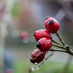 Herbstfrüchtchen