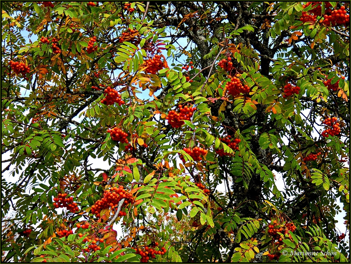 *Herbstfrüchtchen* 