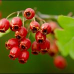 - Herbstfrüchtchen -