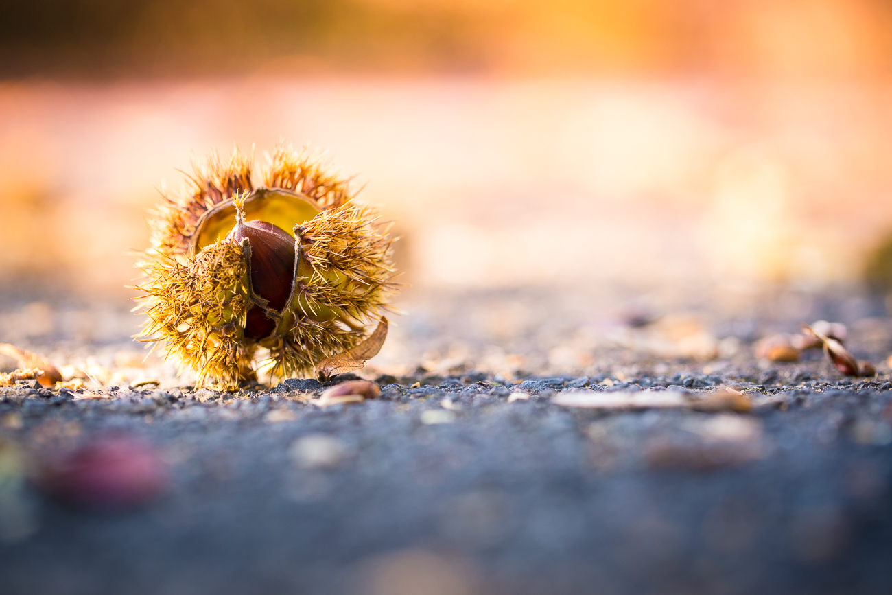 Herbstfrüchtchen 