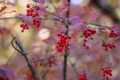 Herbstfrüchte