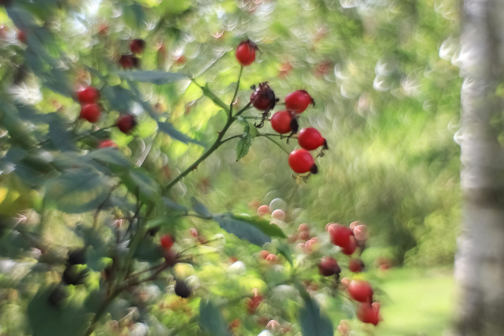 Herbstfrüchte