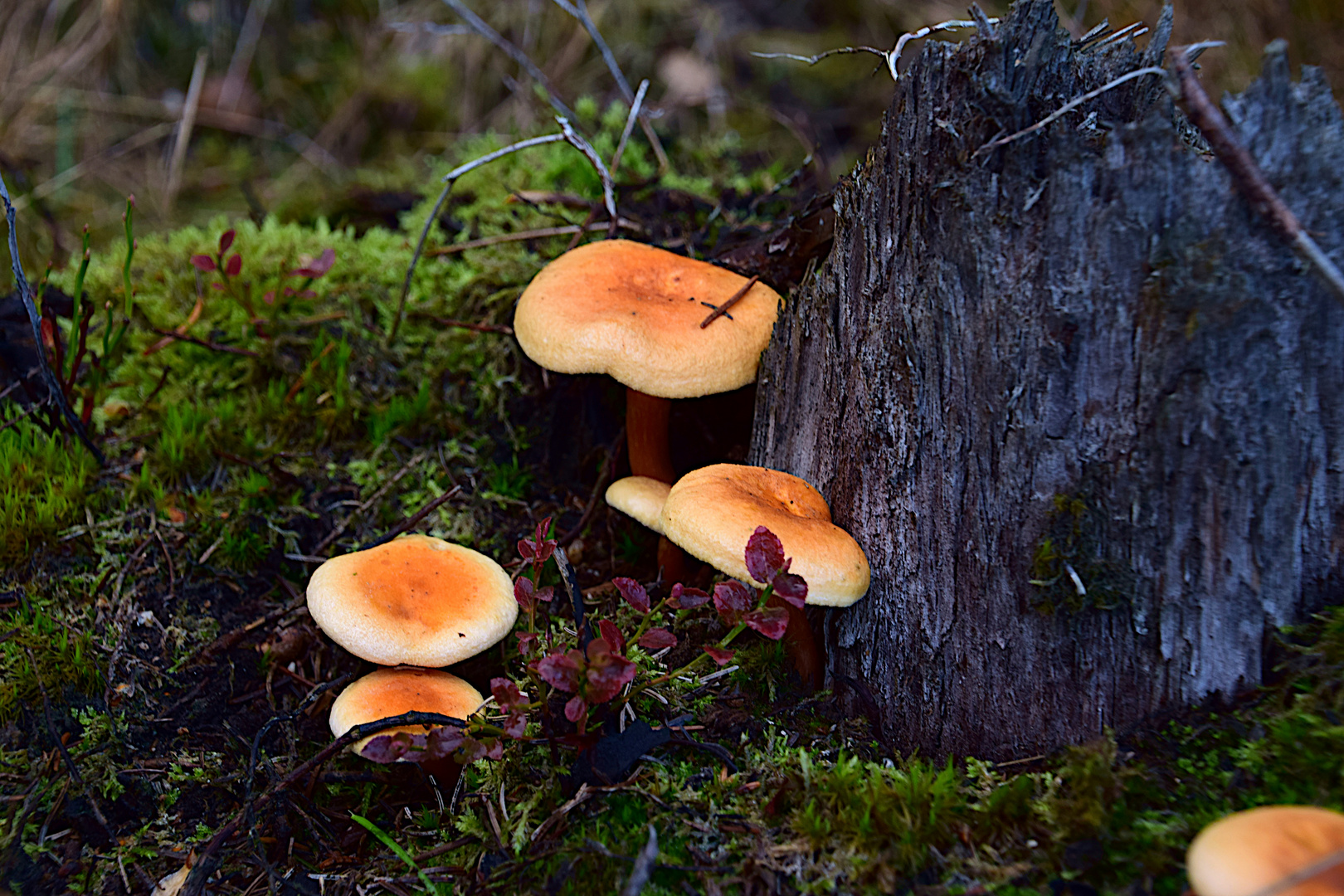 Herbstfrüchte