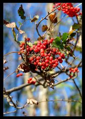 Herbstfrüchte