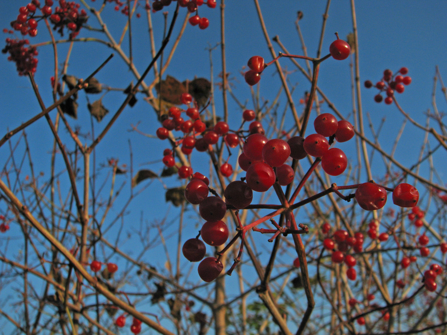 Herbstfrüchte 1