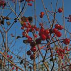 Herbstfrüchte 1