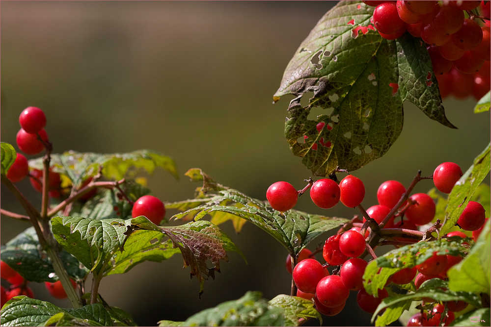 Herbstfrüchte ( 1 )