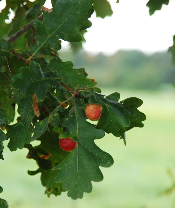 Herbstfrüchte 13 - falsche