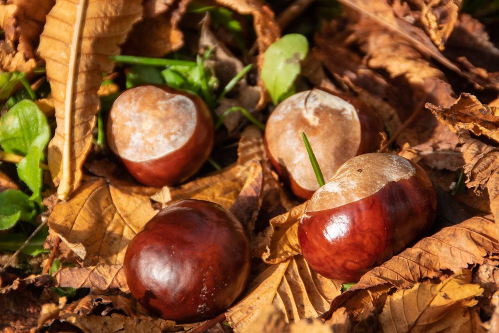 Herbstfrüchte