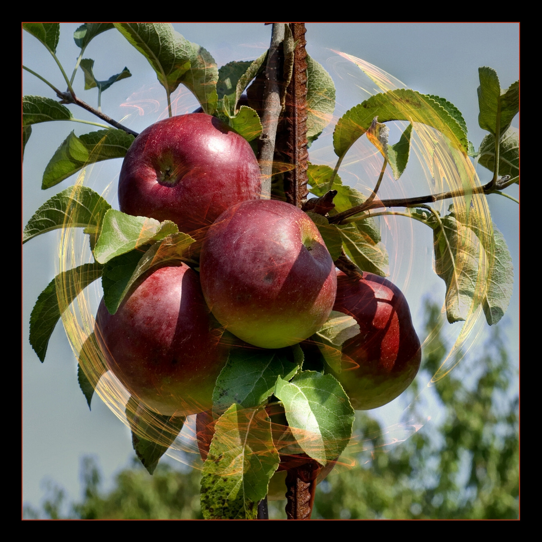 Herbstfrüchte