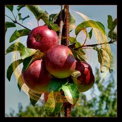 Herbstfrüchte