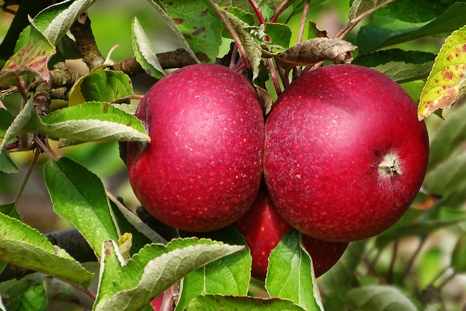 Herbstfrüchte