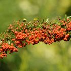 Herbstfrüchte