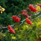 Herbstfrüchte