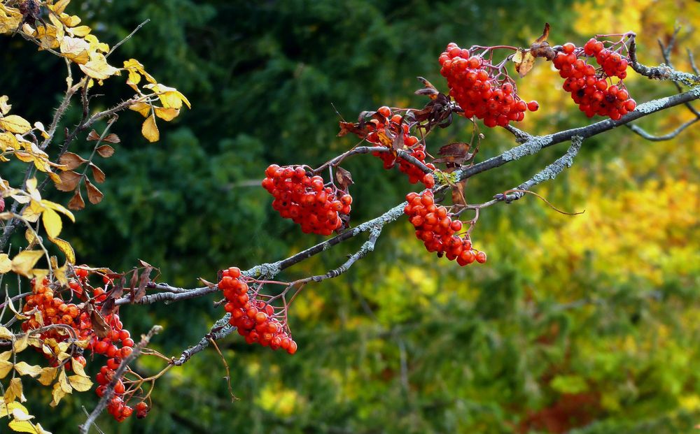 Herbstfrüchte