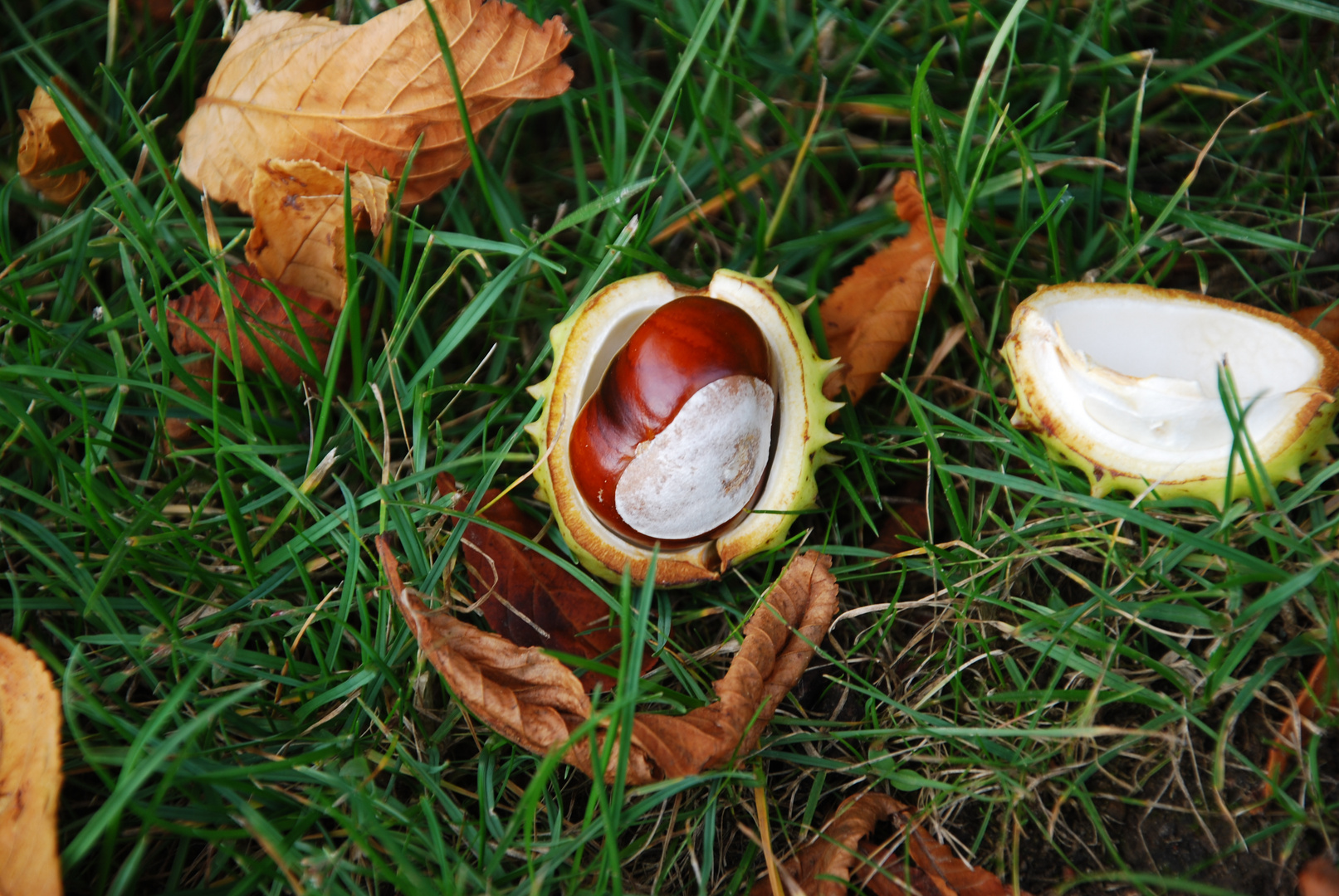 Herbstfrüchte