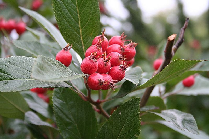 Herbstfrüchte 2