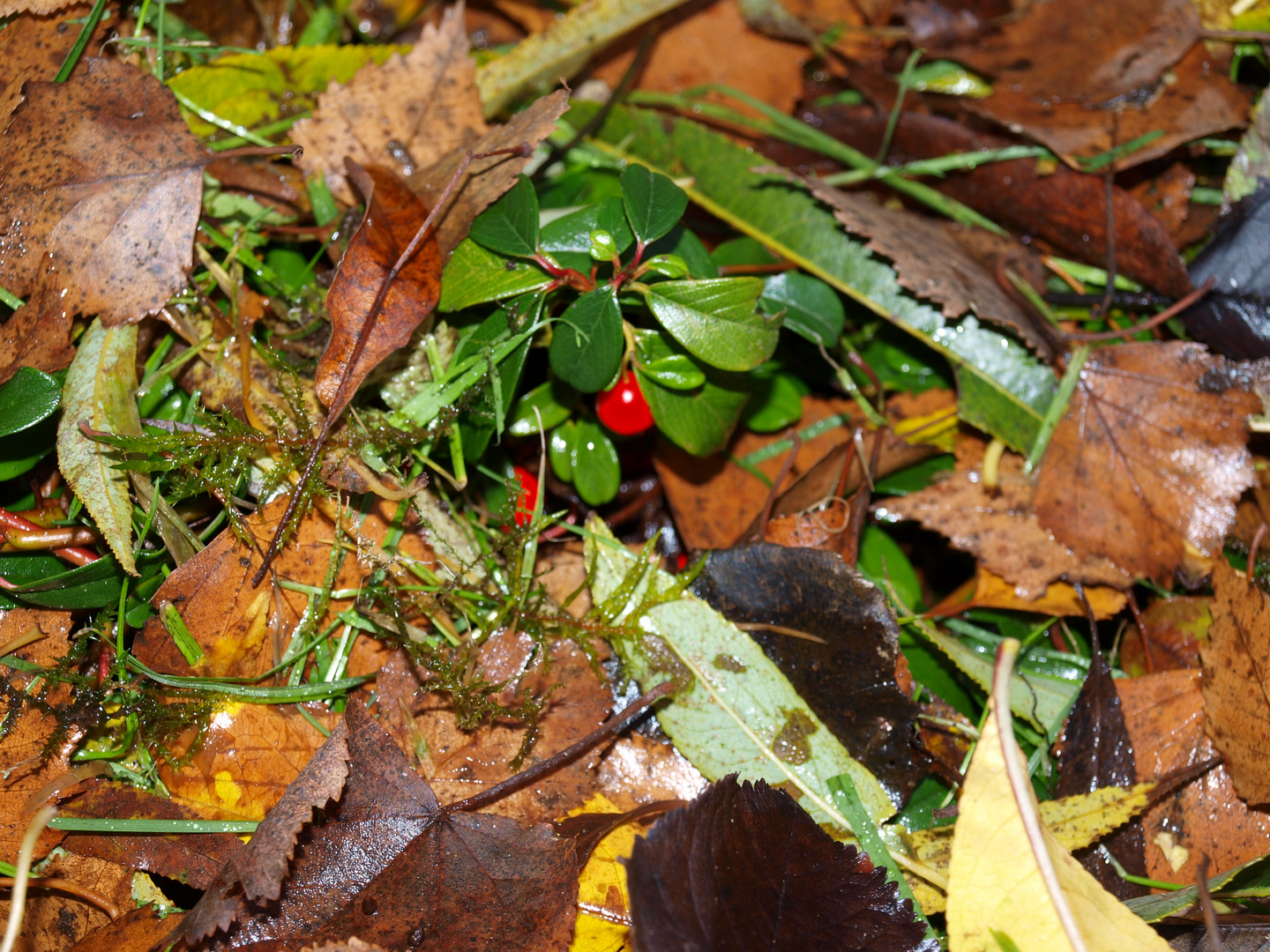 Herbstfrüchte