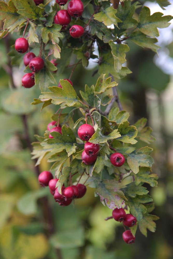 Herbstfrüchte