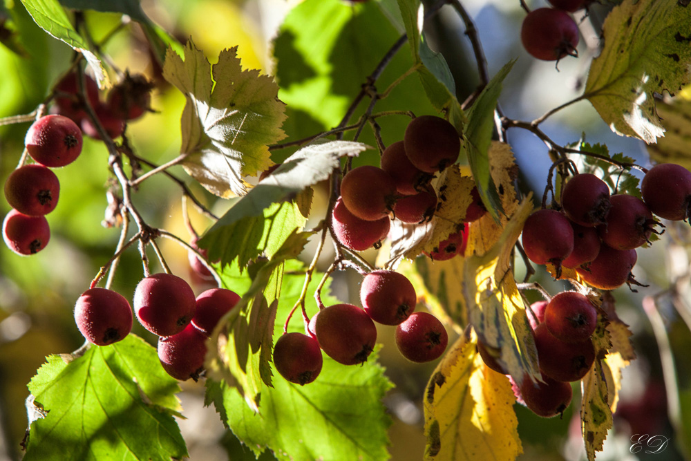 Herbstfrüchte