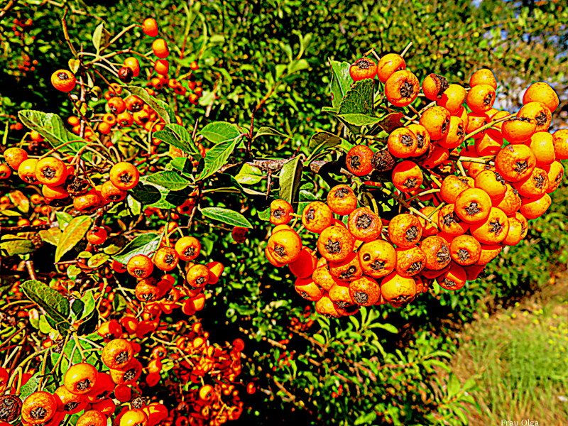 Herbstfrüchte