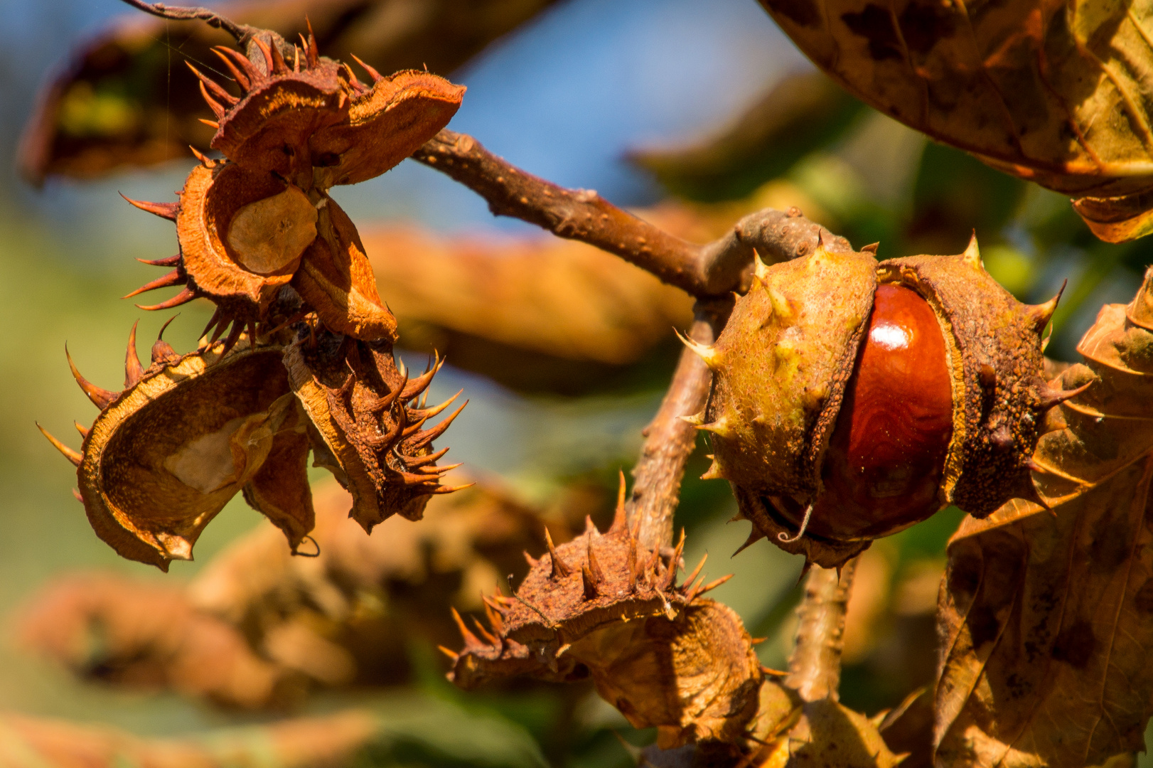 Herbstfrüchte